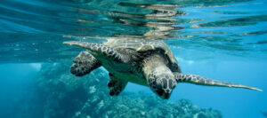 ByCatch Turtle